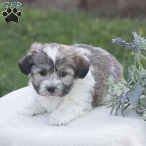 Sonny, Havachon Puppy